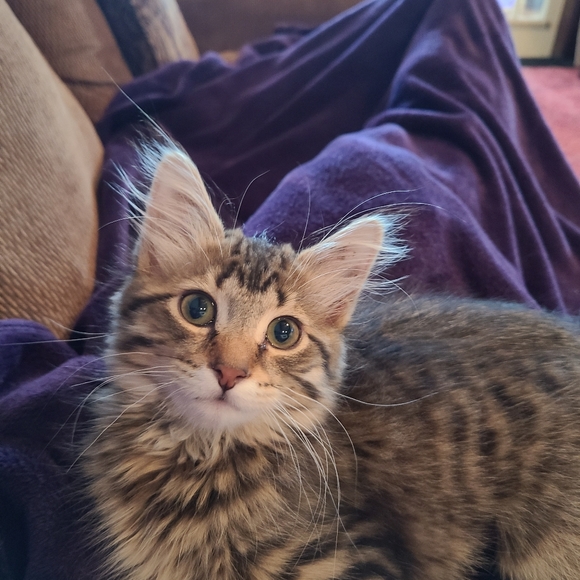 Meet your Posher, Jodi and Falcon Kitty! - Picture 3 of 8